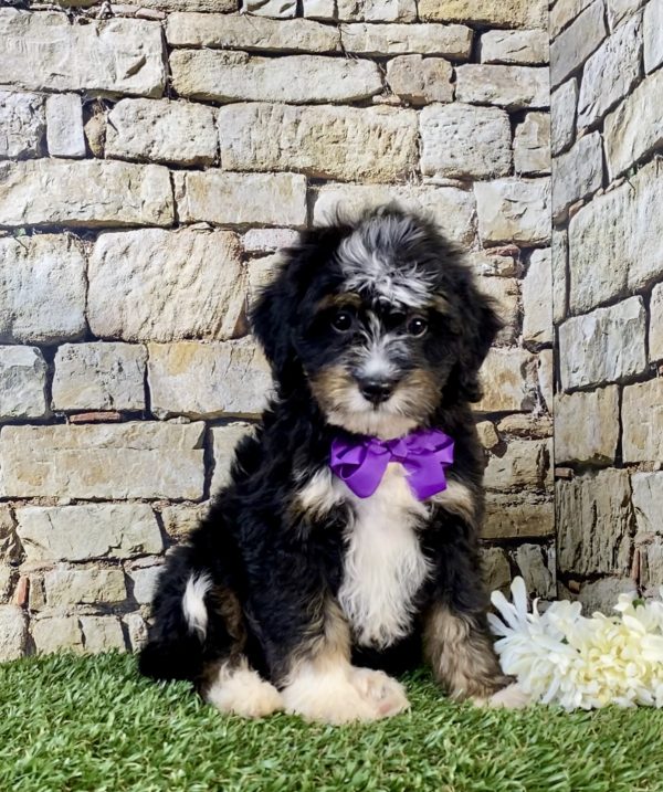 Photo of Ms. Victoria the F2 Mini-Bernedoodle puppy