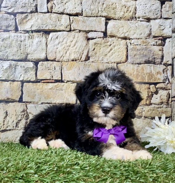 Photo of Ms. Victoria the F2 Mini-Bernedoodle puppy