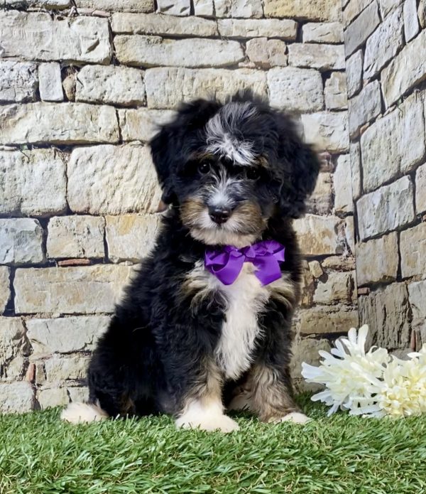 Photo of Ms. Victoria the F2 Mini-Bernedoodle puppy
