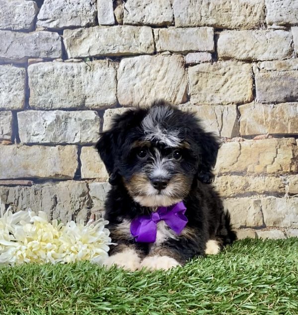 Photo of Ms. Victoria the F2 Mini-Bernedoodle puppy