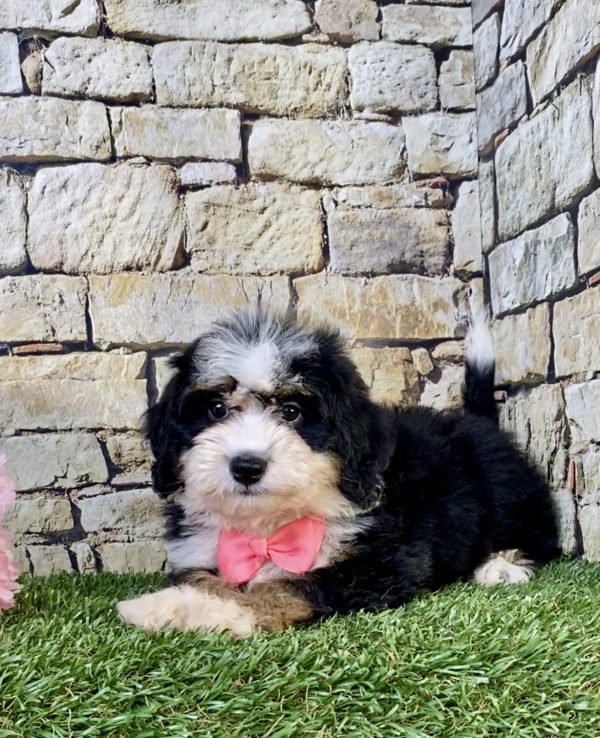 Photo of Ms. Violet the F2 Mini-Bernedoodle puppy