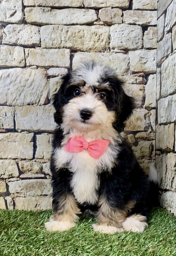 Photo of Ms. Violet the F2 Mini-Bernedoodle puppy