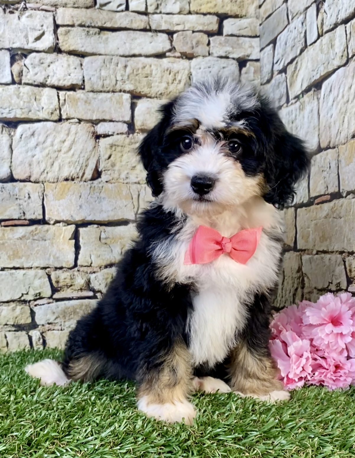 Photo of Ms. Violet the F2 Mini-Bernedoodle puppy