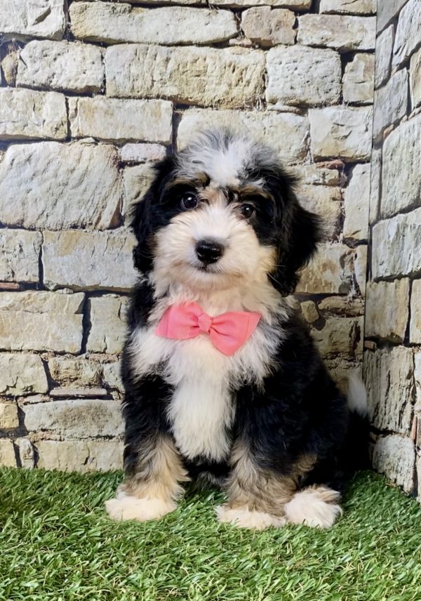 Photo of Ms. Violet the F2 Mini-Bernedoodle puppy