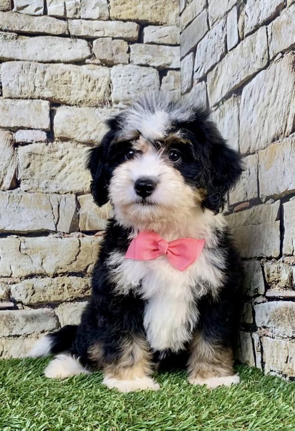 Photo of Ms. Violet the F2 Mini-Bernedoodle puppy