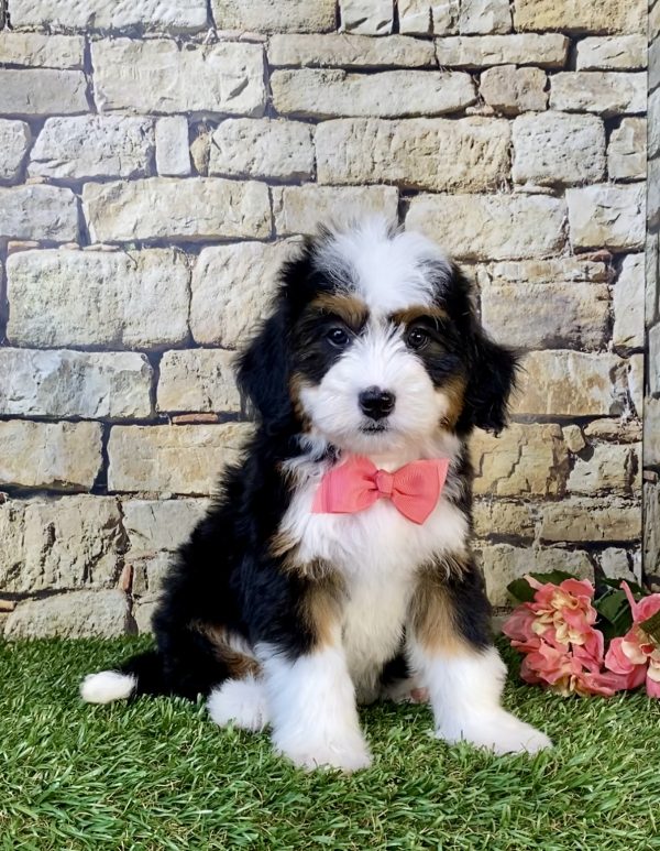 Photo of Ms. Whitney the Mini-Bernedoodle puppy