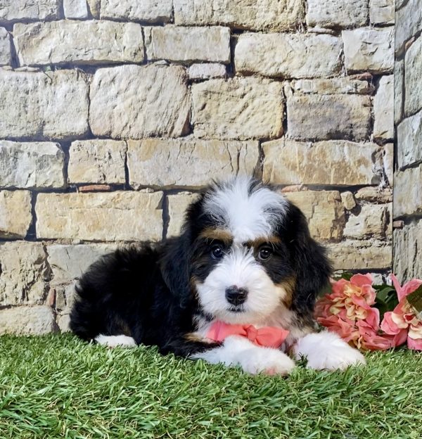 Photo of Ms. Whitney the Mini-Bernedoodle puppy