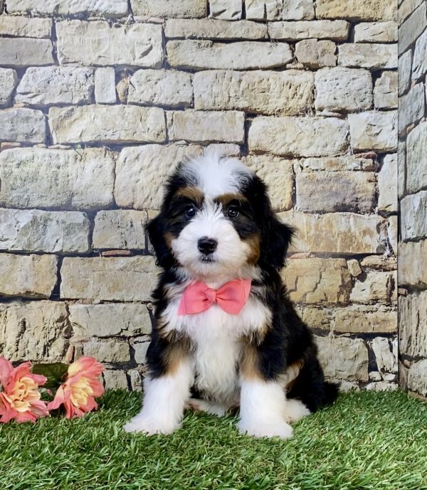 Photo of Ms. Whitney the Mini-Bernedoodle puppy
