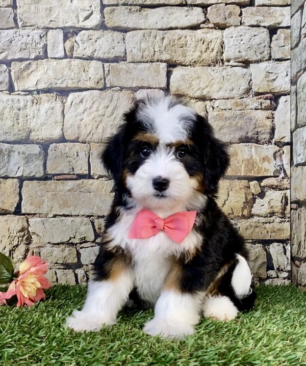 Photo of Ms. Whitney the Mini-Bernedoodle puppy