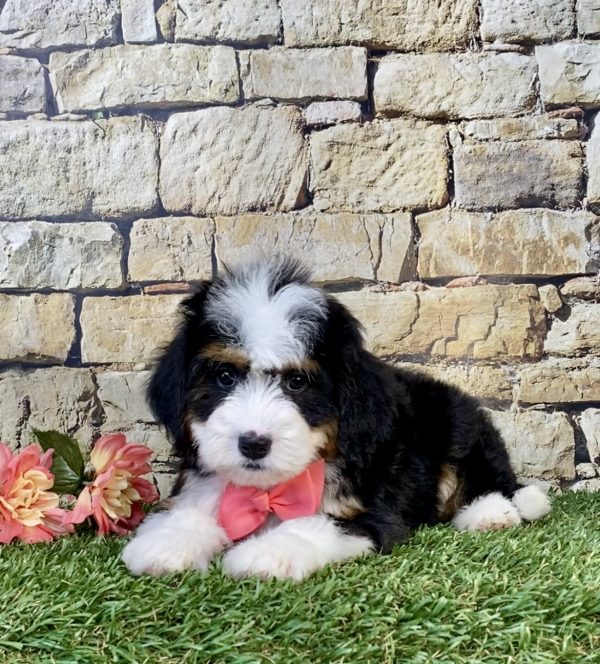 Photo of Ms. Whitney the Mini-Bernedoodle puppy