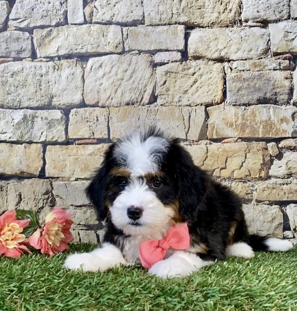 Photo of Ms. Whitney the Mini-Bernedoodle puppy