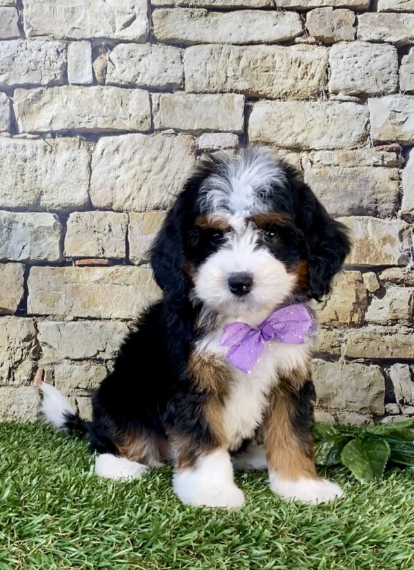 Photo of Ms. Willow the Mini-Bernedoodle puppy