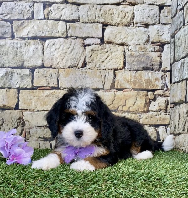 Photo of Ms. Willow the Mini-Bernedoodle puppy