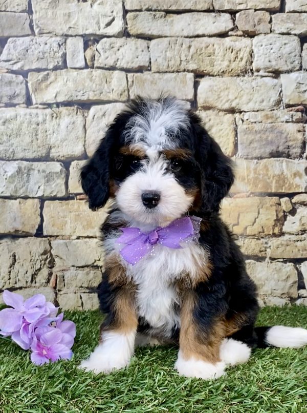 Photo of Ms. Willow the Mini-Bernedoodle puppy