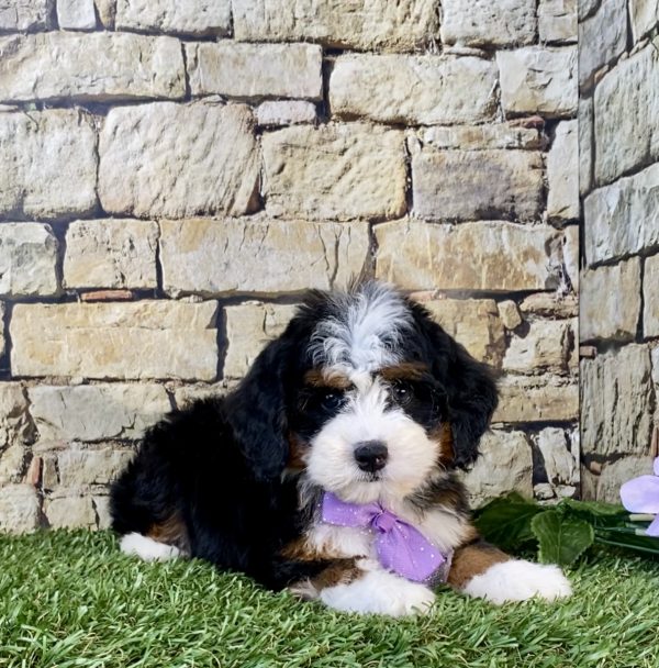 Photo of Ms. Willow the Mini-Bernedoodle puppy