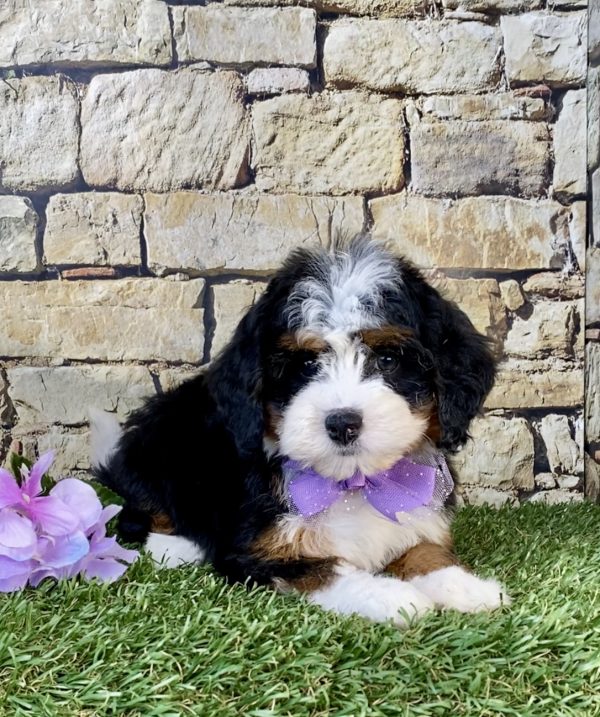 Photo of Ms. Willow the Mini-Bernedoodle puppy