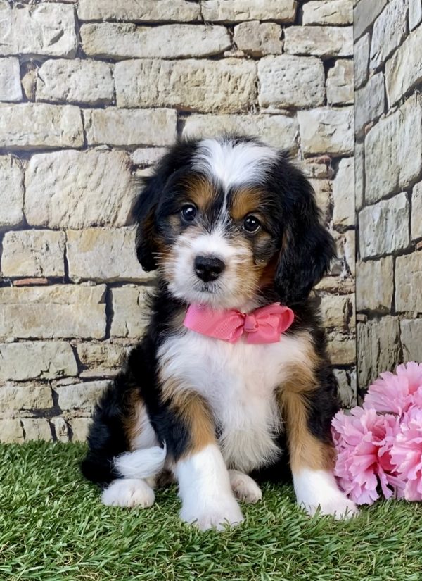 Photo of Ms. Wink the Mini-Bernedoodle puppy