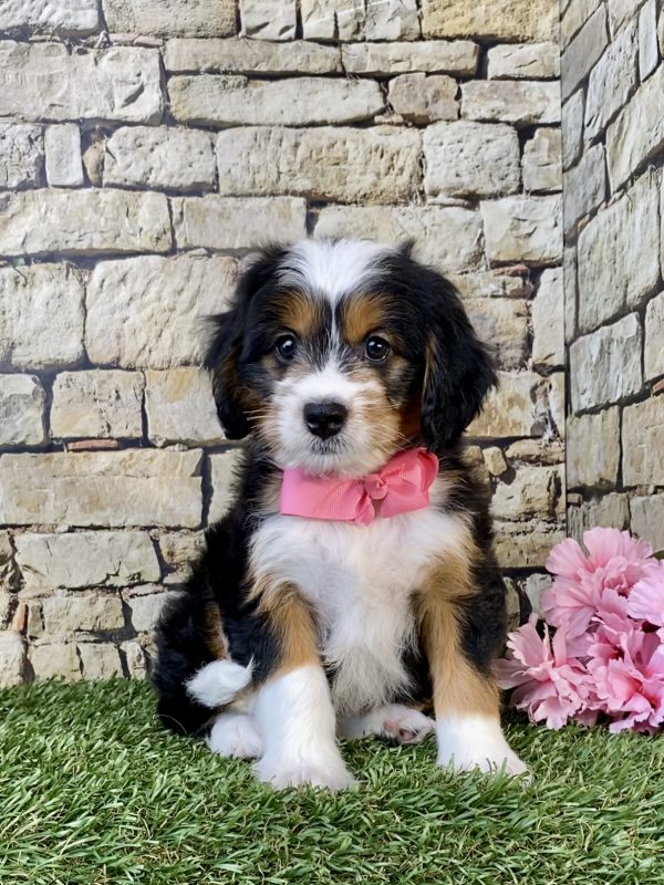 Photo of Ms. Wink the Mini-Bernedoodle puppy
