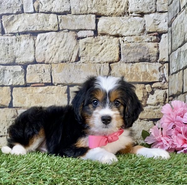 Photo of Ms. Wink the Mini-Bernedoodle puppy