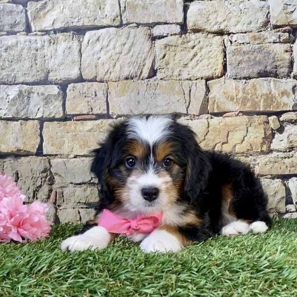 Photo of Ms. Wink the Mini-Bernedoodle puppy