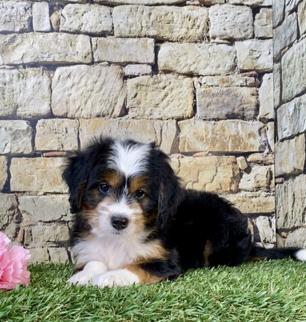 Photo of Ms. Wink the Mini-Bernedoodle puppy