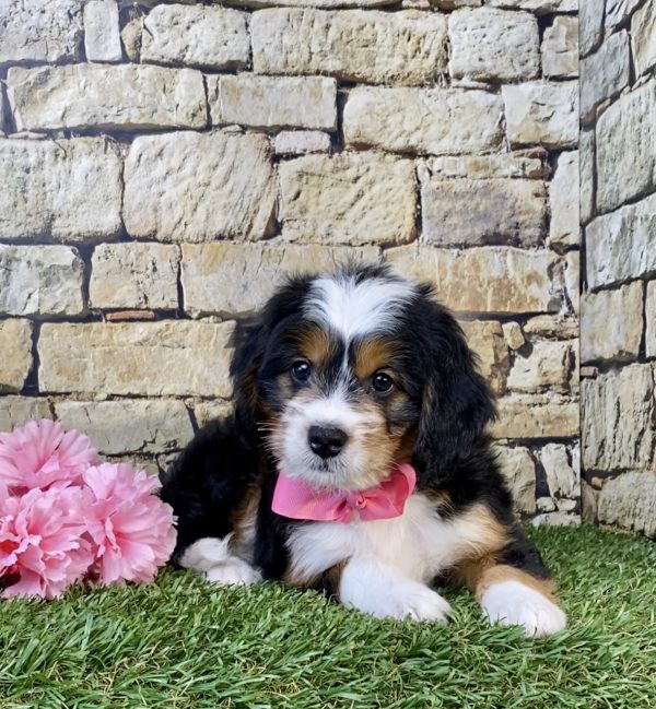 Photo of Ms. Wink the Mini-Bernedoodle puppy