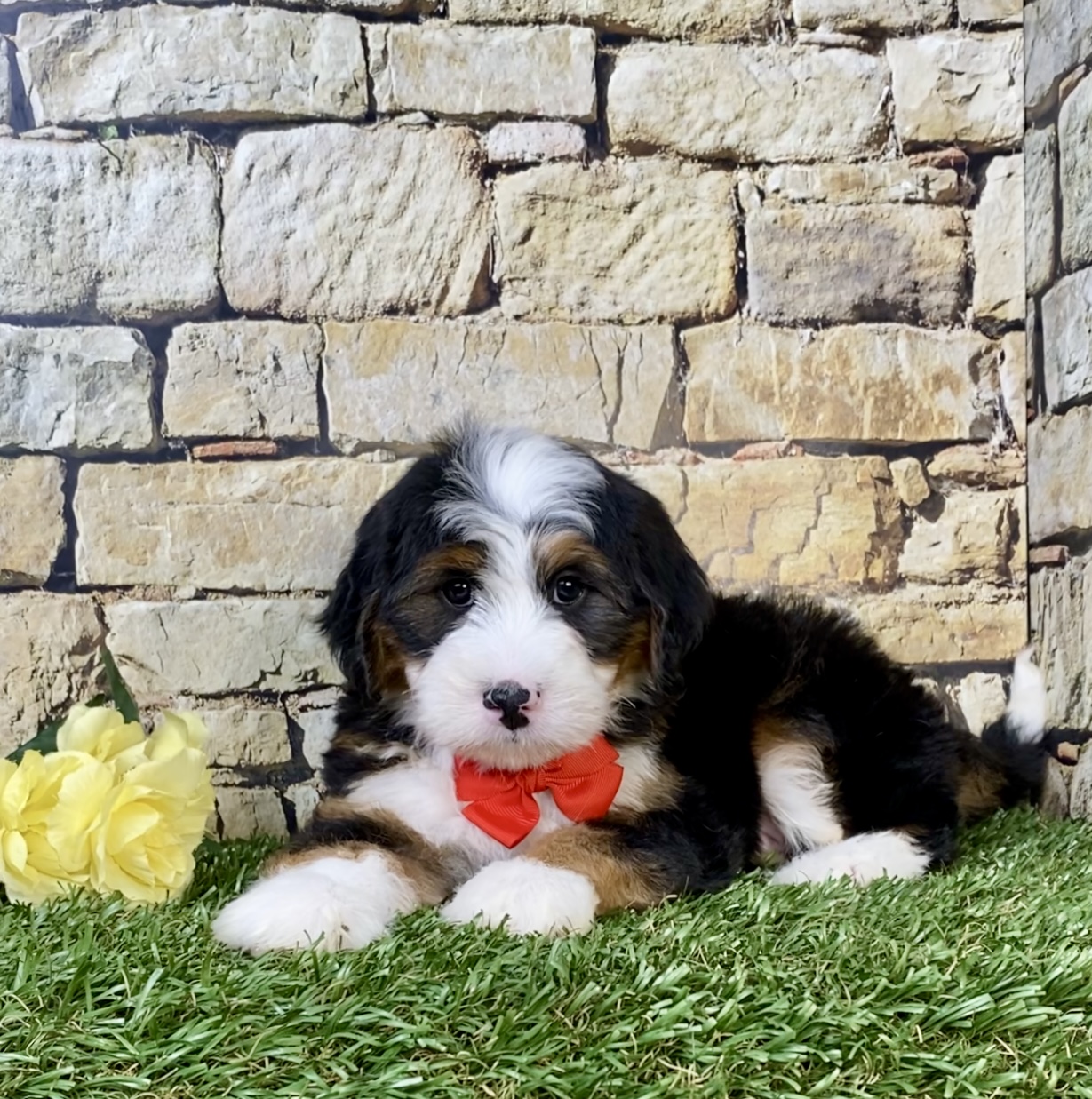 Mr. Milo the  Mini-Bernedoodle - Image 2