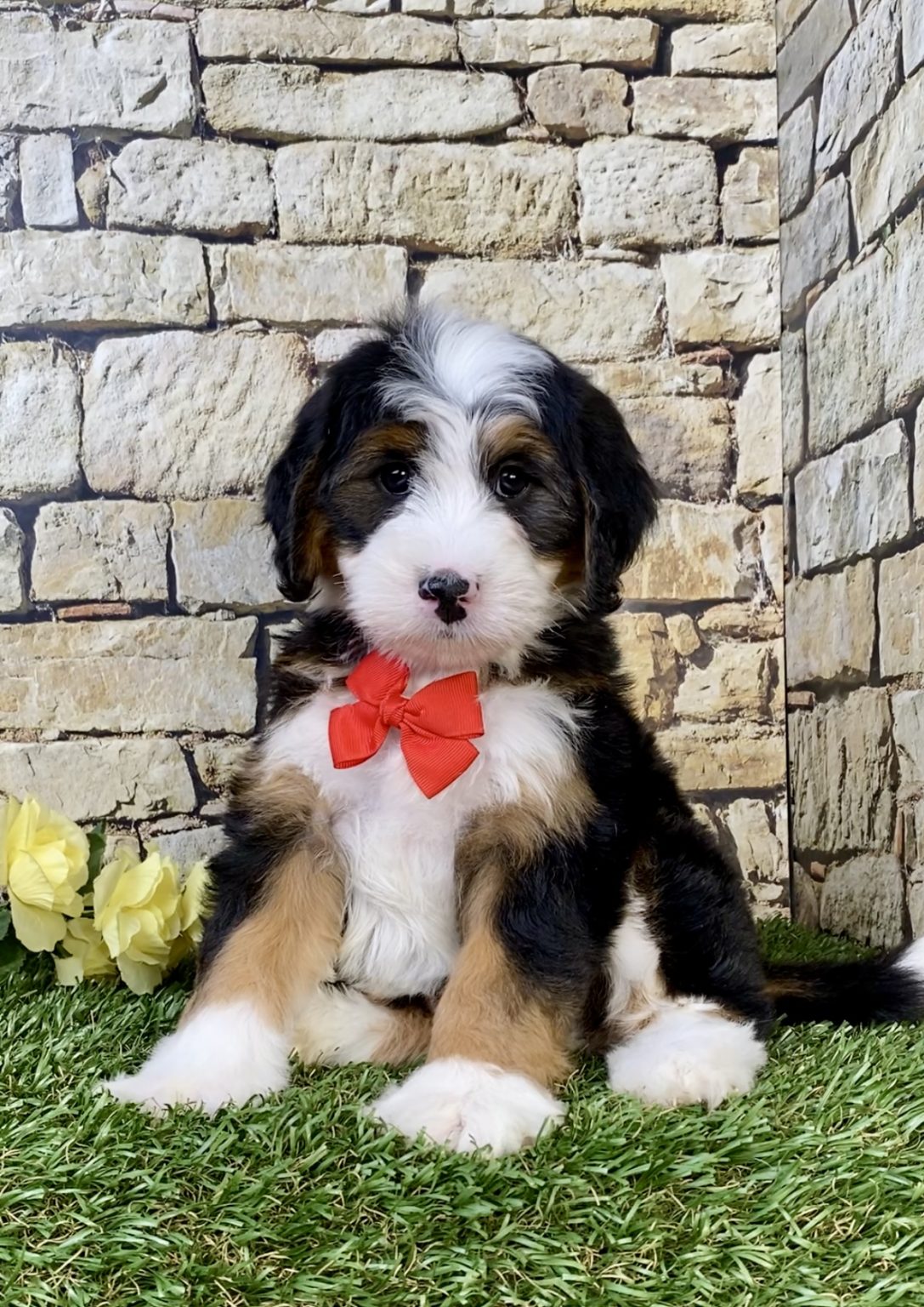 Mr. Milo the  Mini-Bernedoodle