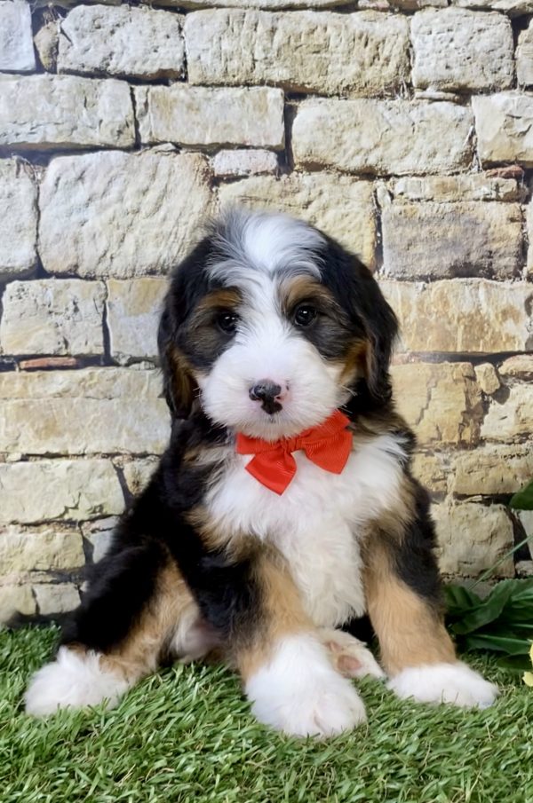 Mr. Milo the Mini-Bernedoodle - Image 3