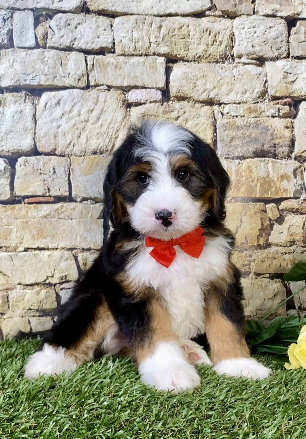 Mr. Milo the  Mini-Bernedoodle - Image 4