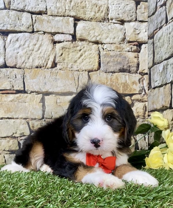 Mr. Milo the Mini-Bernedoodle - Image 5