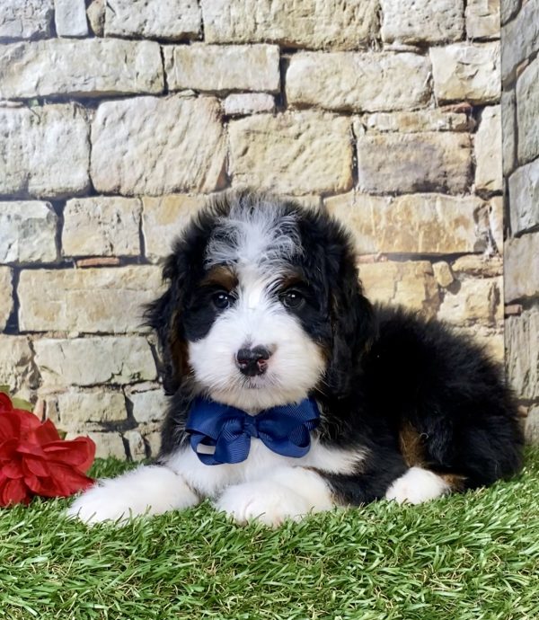 Mr. Monty the Mini-Bernedoodle - Image 2