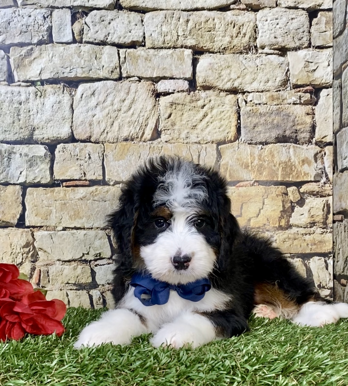 Mr. Monty the  Mini-Bernedoodle - Image 3