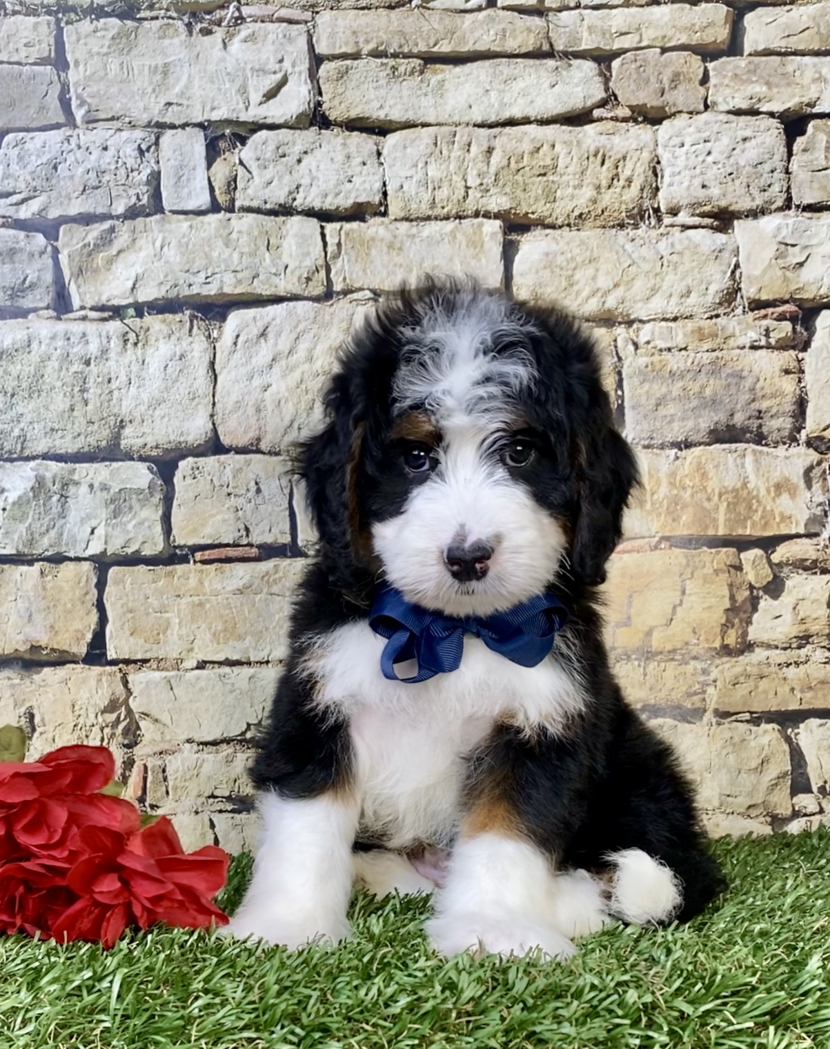 Mr. Monty the  Mini-Bernedoodle - Image 4