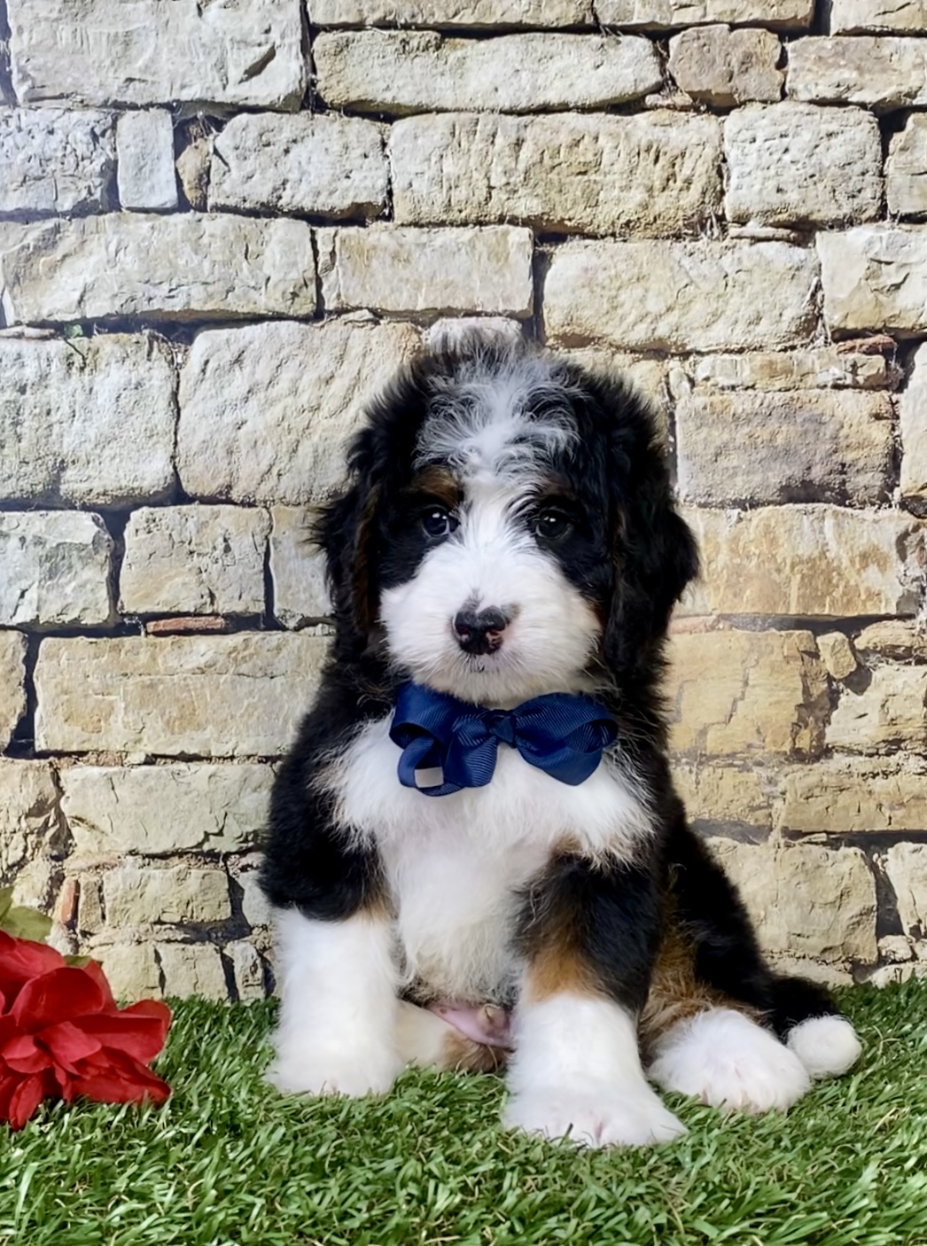 Mr. Monty the  Mini-Bernedoodle