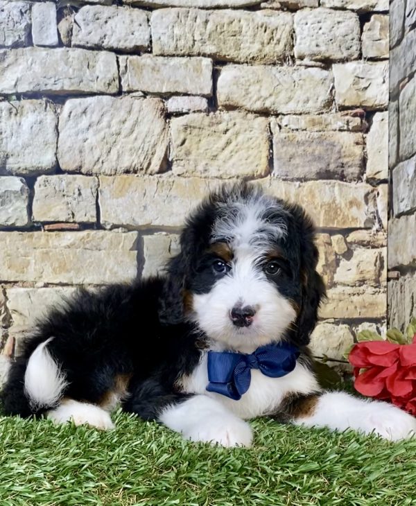 Mr. Monty the Mini-Bernedoodle - Image 5