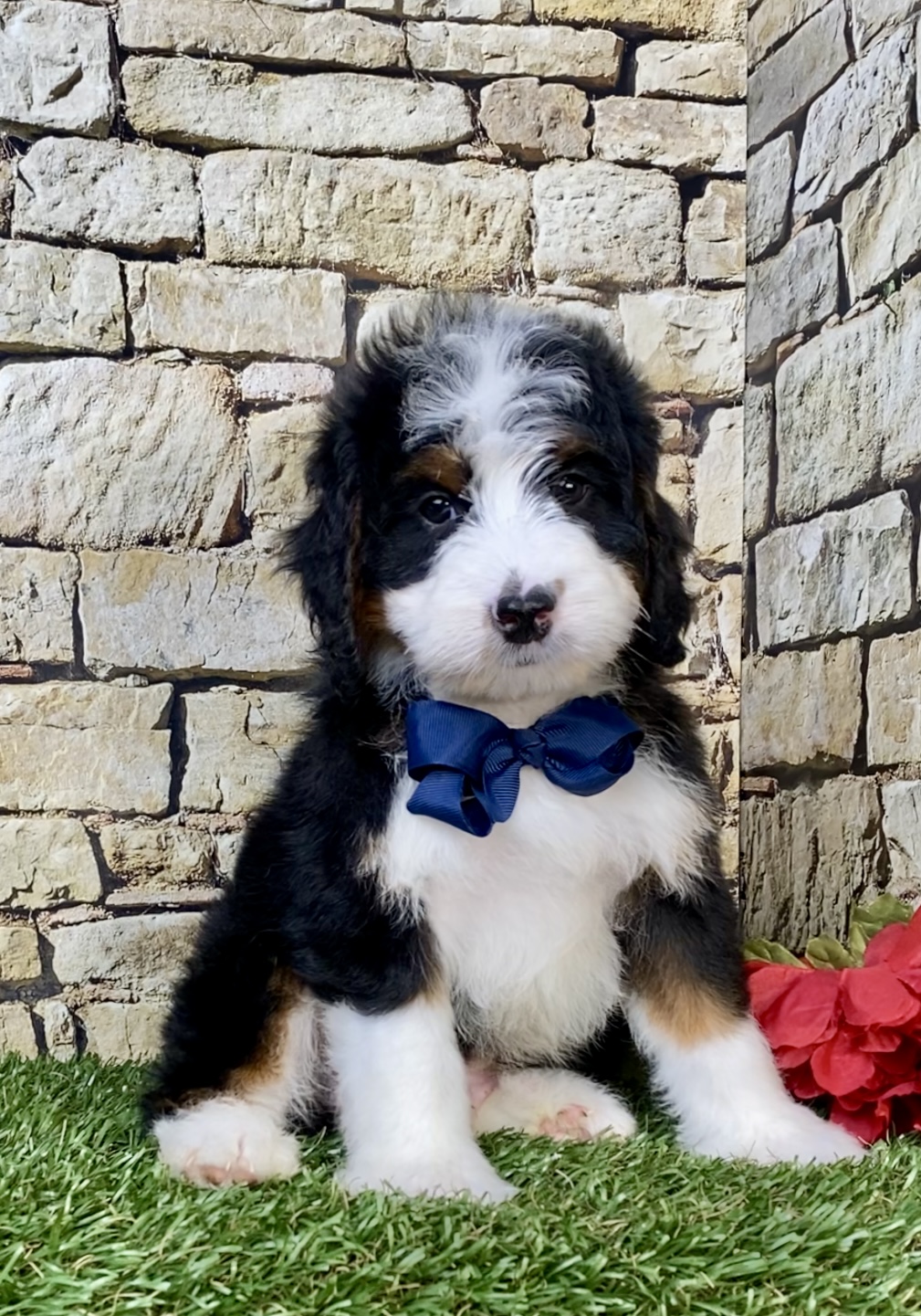 Mr. Monty the  Mini-Bernedoodle - Image 6