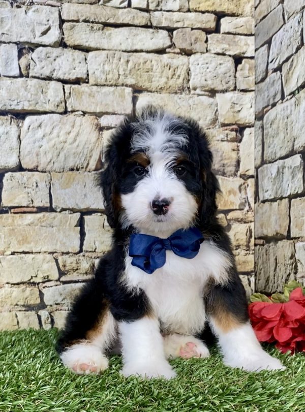 Mr. Monty the Mini-Bernedoodle - Image 7