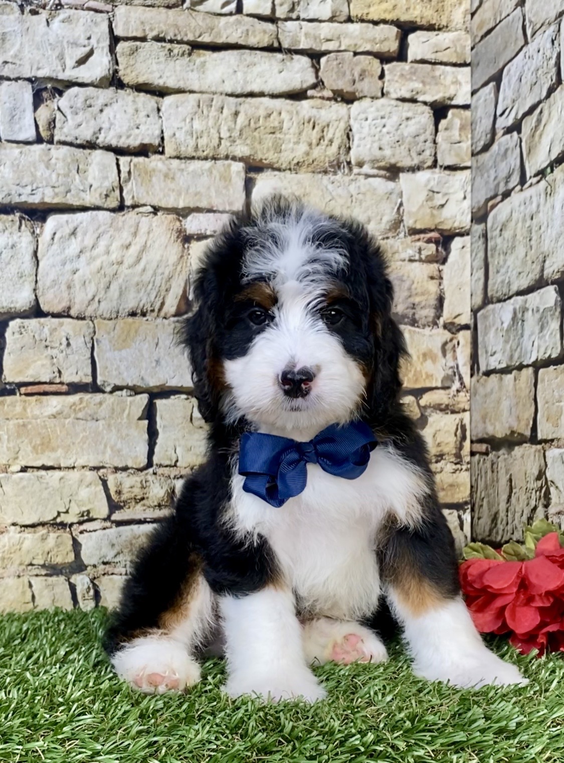 Mr. Monty the  Mini-Bernedoodle - Image 7