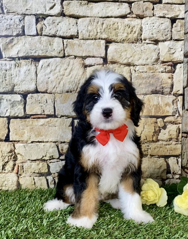 Mr. Carl the Mini-Bernedoodle puppy