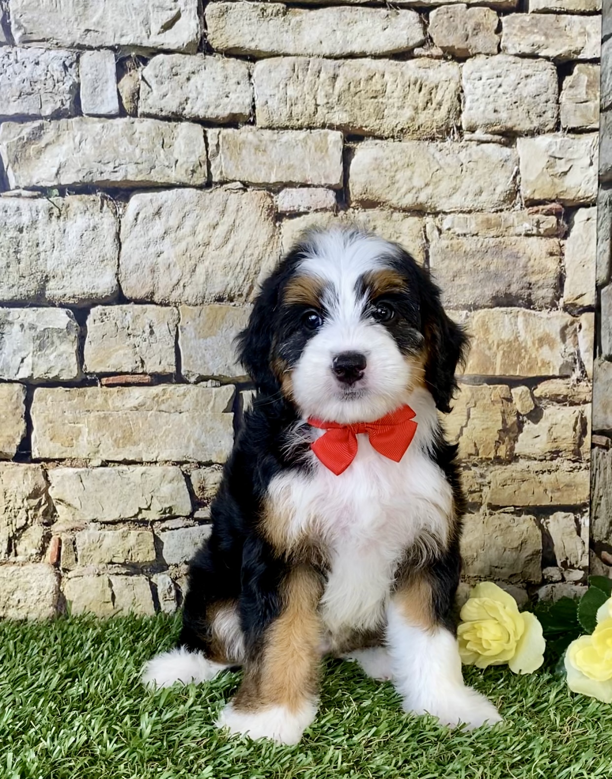 Photo of Mr. Carl the Mini-Bernedoodle puppy