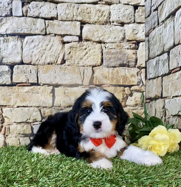 Photo of Mr. Carl the Mini-Bernedoodle puppy