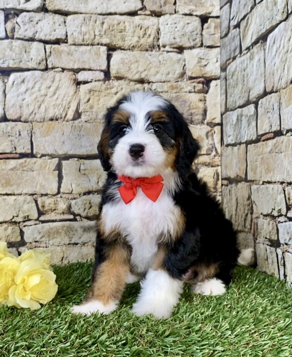 Photo of Mr. Carl the Mini-Bernedoodle puppy
