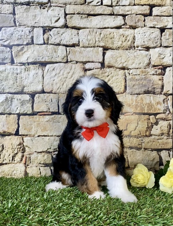 Photo of Mr. Carl the Mini-Bernedoodle puppy