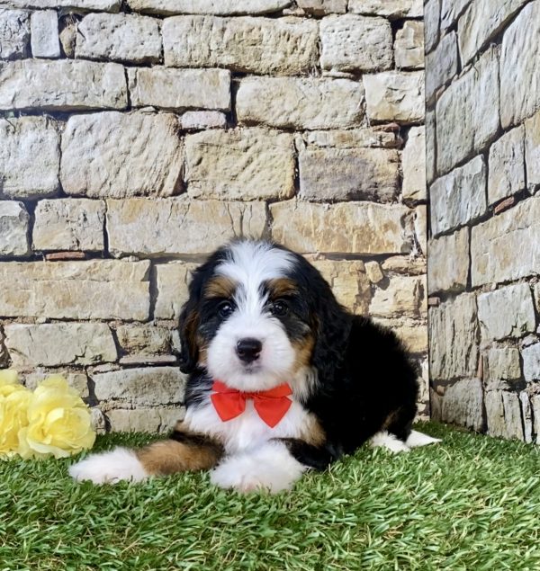 Photo of Mr. Carl the Mini-Bernedoodle puppy