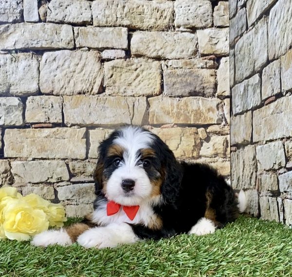 Photo of Mr. Carl the Mini-Bernedoodle puppy