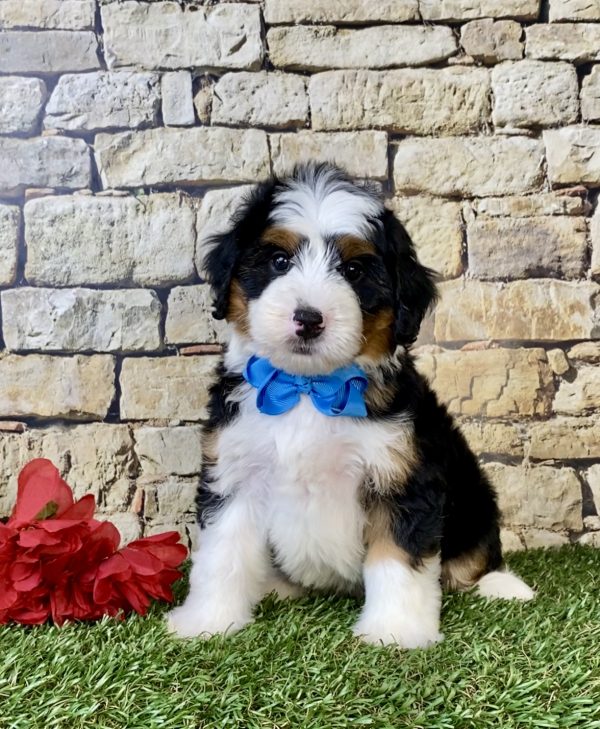 Mr. Coby the Mini-Bernedoodle puppy