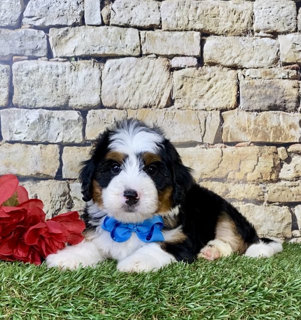 Photo of Mr. Coby the Mini-Bernedoodle puppy