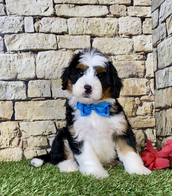 Photo of Mr. Coby the Mini-Bernedoodle puppy