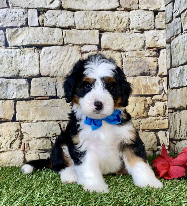 Photo of Mr. Coby the Mini-Bernedoodle puppy